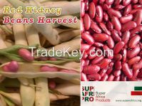 Kidney Beans Suppliers