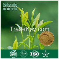 Green Tea Extract/Instant Green Tea Powder
