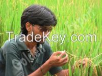 Agriculture Product, Fruits & Vegetables,Millets, Eco Care, Handicraft, Flowers