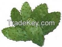 Organic Nopal