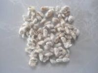 Cotton Seeds 