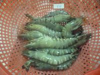 Vietnam Shrimp_A&T Broker