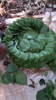 Betel Leaves.