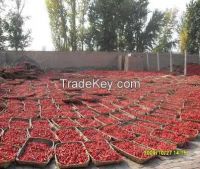 Red pepper/ Chilli