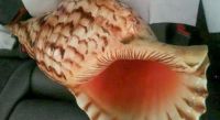 left handed triton seashells