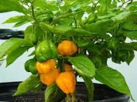 Scotch Bonnet Pepper