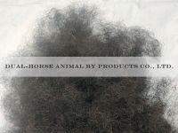 curled horse tail hair