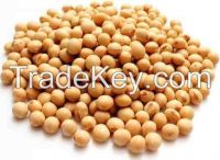 Soy Beans