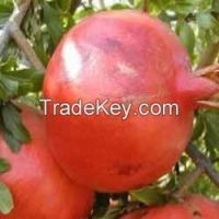 Pomegranate- Bhagawa