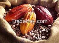 High Grade Dried Raw Cocoa Beans for sales (TOGO origin)