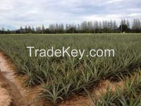 Fresh pineapple best quality product from Thailand