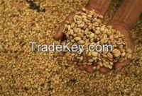 Green Arabica Coffee Beans For Sale   