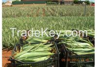 https://www.tradekey.com/product_view/Aloe-Vera-100-Organic-Barbandesis-Miller-Plants-Leaves-And-Gel-7224691.html