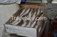 Pacific Hake (Merluccius Productus) 