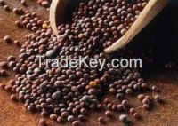 Mustard seeds