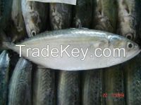 offer indian mackerel whole round