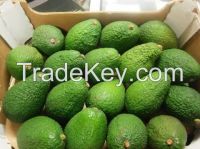 https://jp.tradekey.com/product_view/Avocado-Fresh-From-Peru-7213703.html