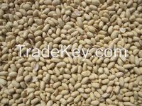 Blanched Peanut Kernels(long shape)