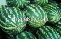 Fresh tasty water melon