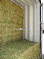 Alfalfa in big bales (750kg/bale)