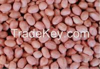 peanut kernels/blanched peanuts/peanuts in shell