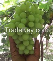 https://ar.tradekey.com/product_view/Flame-Seedless-7282549.html