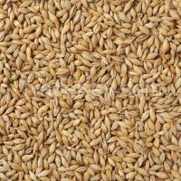 Top Quality Barley Seeds