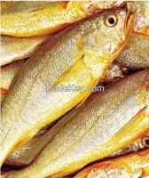 Fish (Cultivated Yellow Croaker)