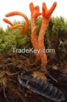 Cordyceps C. Militarius and C. Sinensis