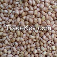 Groundnut Seeds