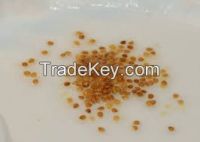 Tomato Seeds/Black Chia Seeds/White Chia Seeds/Carway Seeds/Teef Seeds/Amaranth Seeds/Mustard Seeds