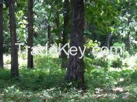 Panama Teak Trees for Sale by Owner