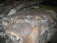 Tanned Wet/Dry Raw blue salted donkey skins/hides
