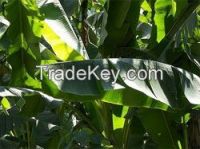 https://ar.tradekey.com/product_view/Banana-Leaves-7351179.html