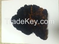 CHAGA mushroom