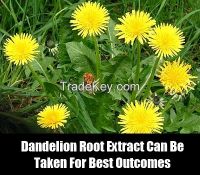 Dandelion Extract ,taraxacum officinale extract