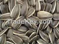 Sun Flower Seeds