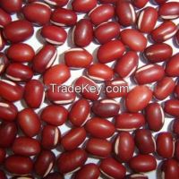 Red Bean