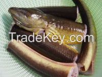 Live Eel Fish ( fresh water )