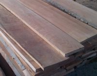 Beech boards (fresh)