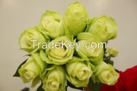 Fresh cut Flowers From Kenya