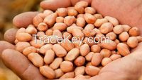 raw peanut kernel 80/90