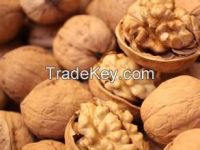 walnut kernel big size
