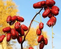 High quality bulk 100% nature  organic whole sweet red dates wholesale red jujube
