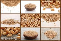 100% Organic Malt Barley/ Hulled Barley/ Pearl Barley