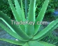 Aloe Vera Products, Ayurvedic medicines, Spices.