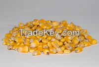 Yellow corn No-GMO and GMO