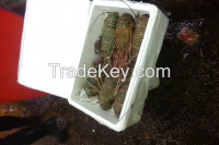 African green lobster