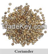 Coriander seeds