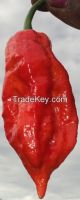 Bhut Jolokai chilly